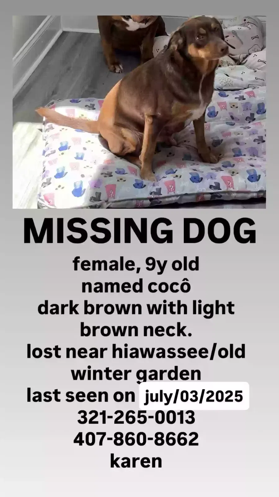 Lost dog in Orlando, FL, 32835