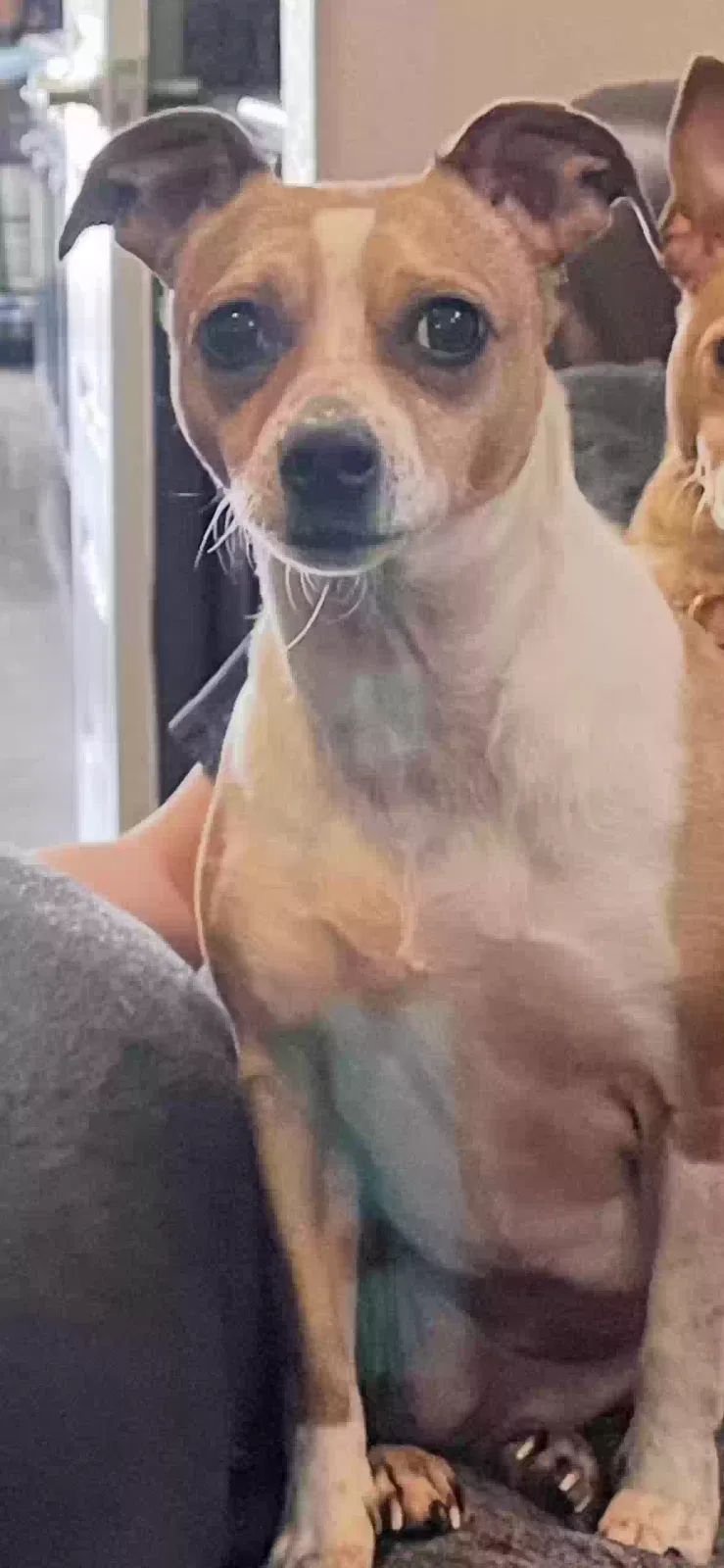 Lost dog in Berthoud, CO, 80513