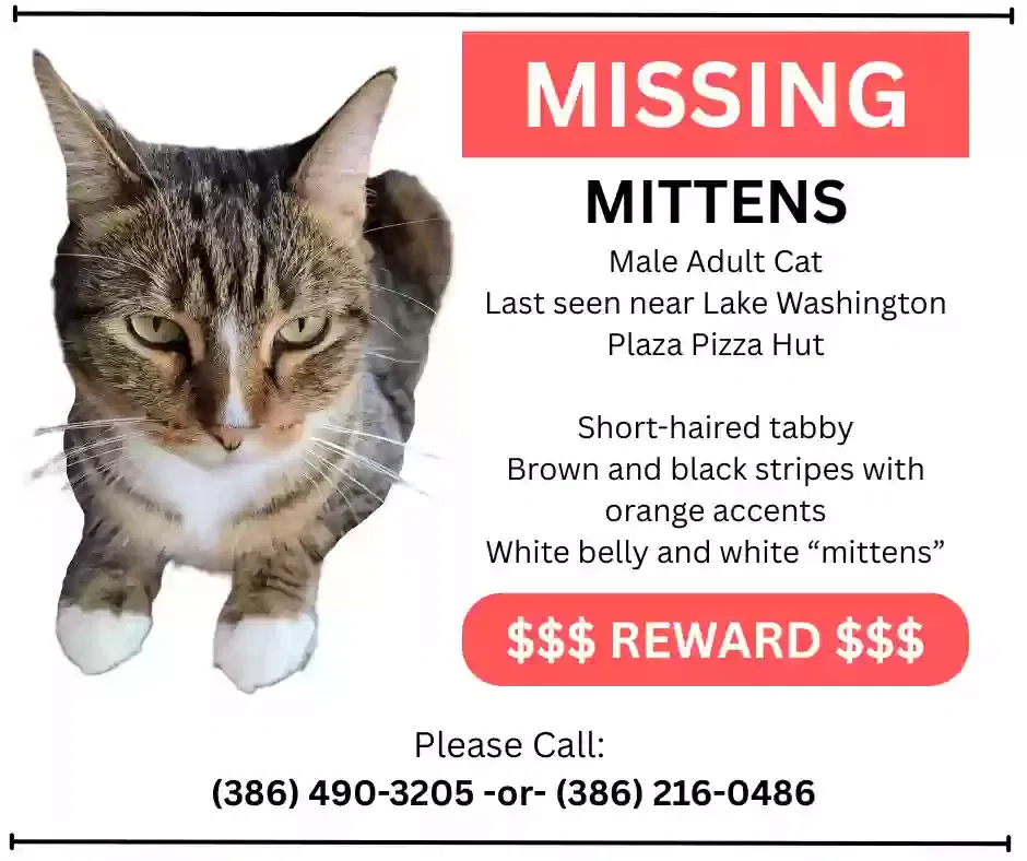 Lost cat in Melbourne, FL, 32904
