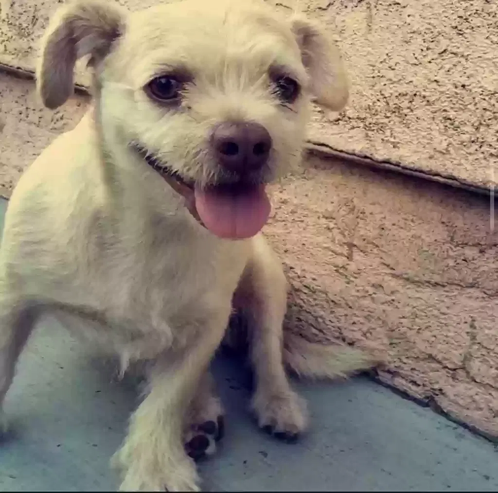 Lost dog in Los Angeles, CA, 90033