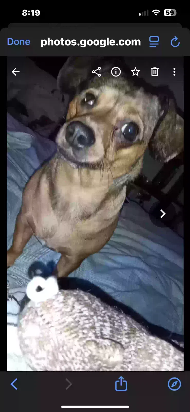 Lost dog in Stockton, CA, 95203