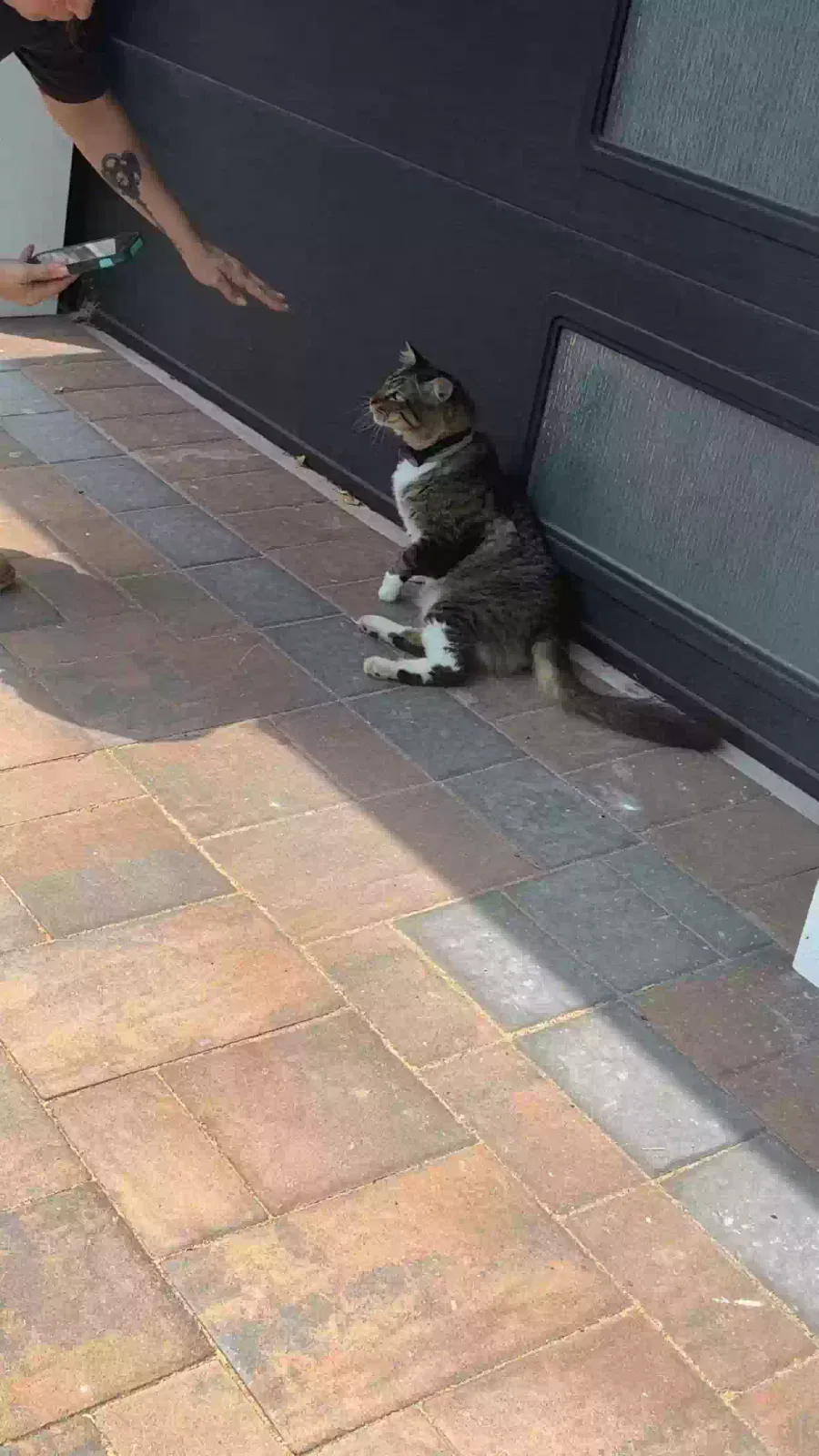 Found cat in Staten Island, NY, 10312