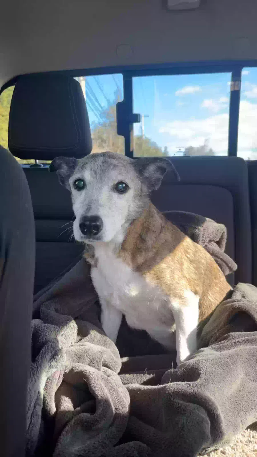 Lost dog in Glenmoore, PA, 19343
