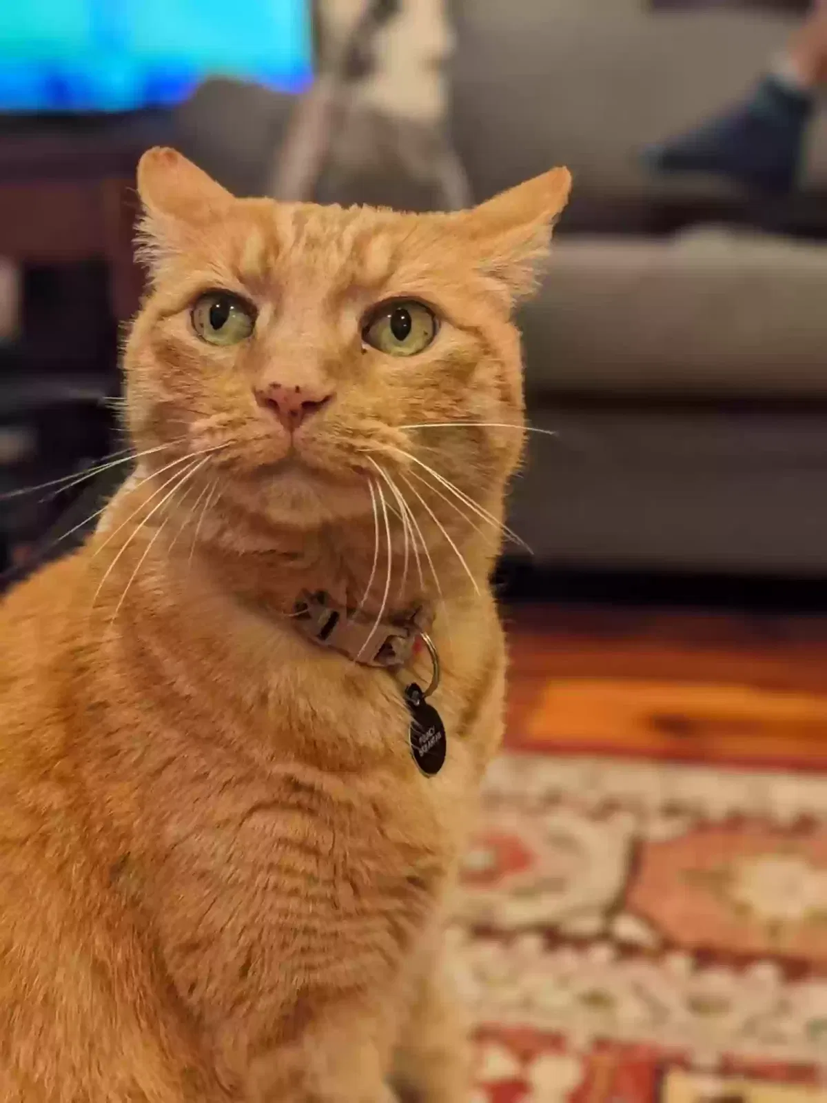 Lost cat in Saratoga, CA, 95070
