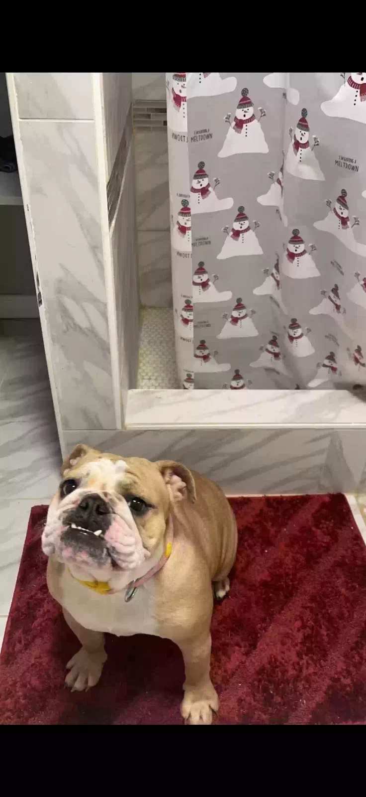 Lost dog in Waterford, MI, 48328