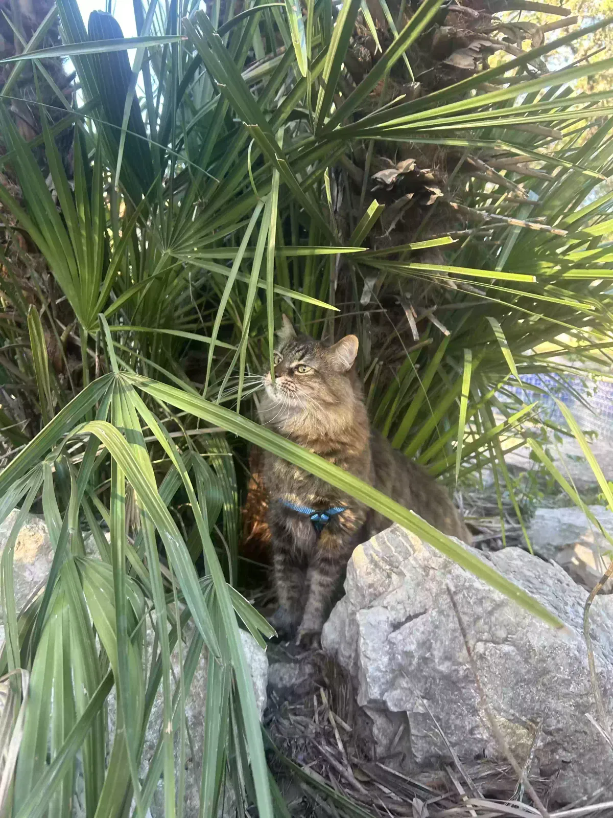 Lost cat in San Antonio, TX, 78230