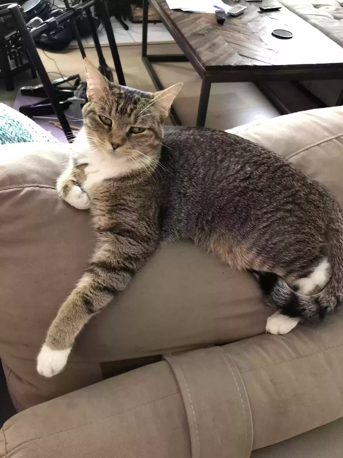 Lost cat in Austin, TX, 78748