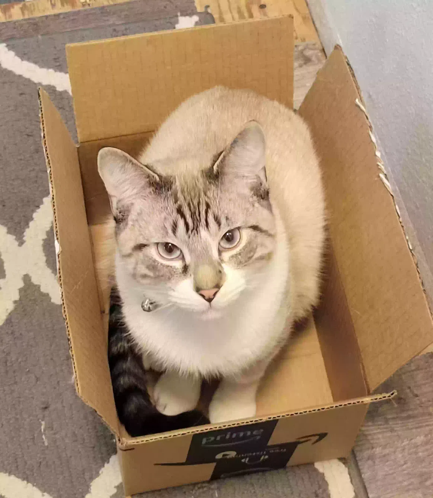 Lost cat in Littleton, CO, 80127