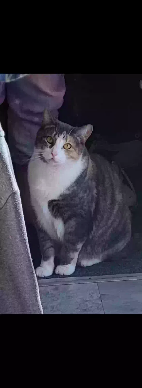 Lost cat in Cincinnati, OH, 45231