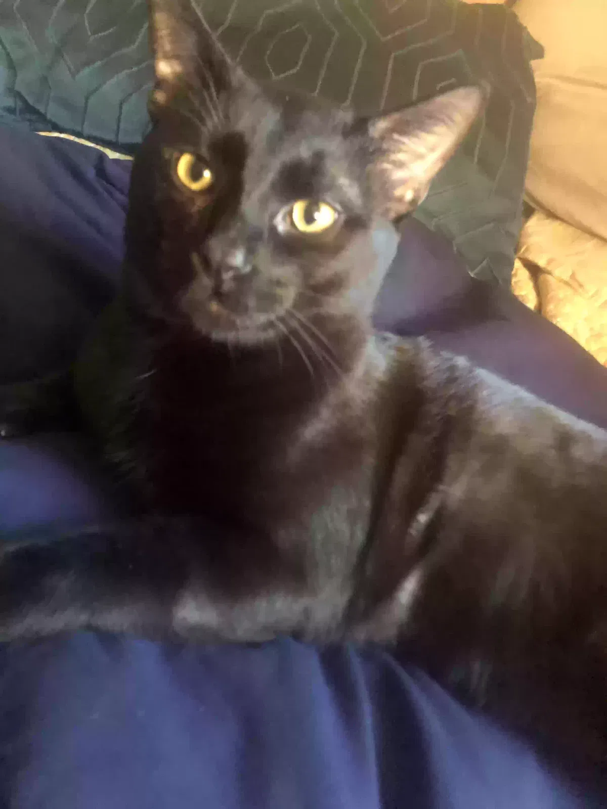 Lost cat in Cleveland, OH, 44143
