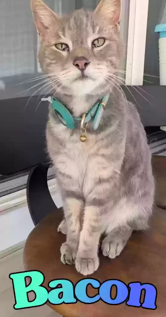 Lost cat in Plant City, FL, 33563