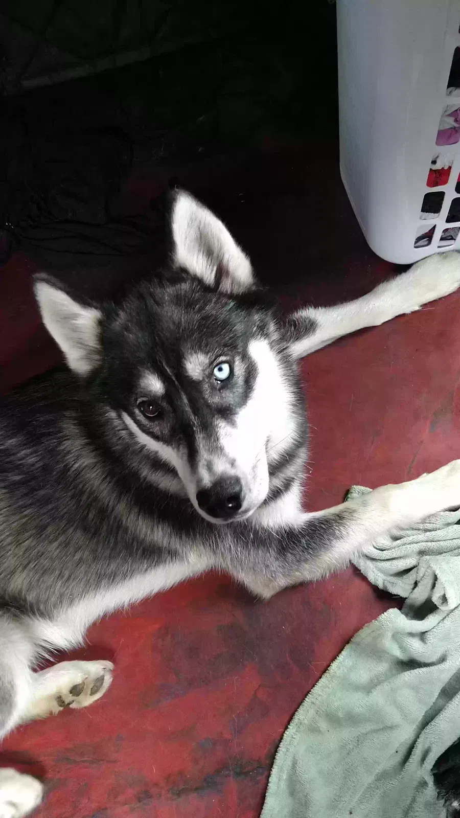 Lost dog in Hartville, MO, 65667