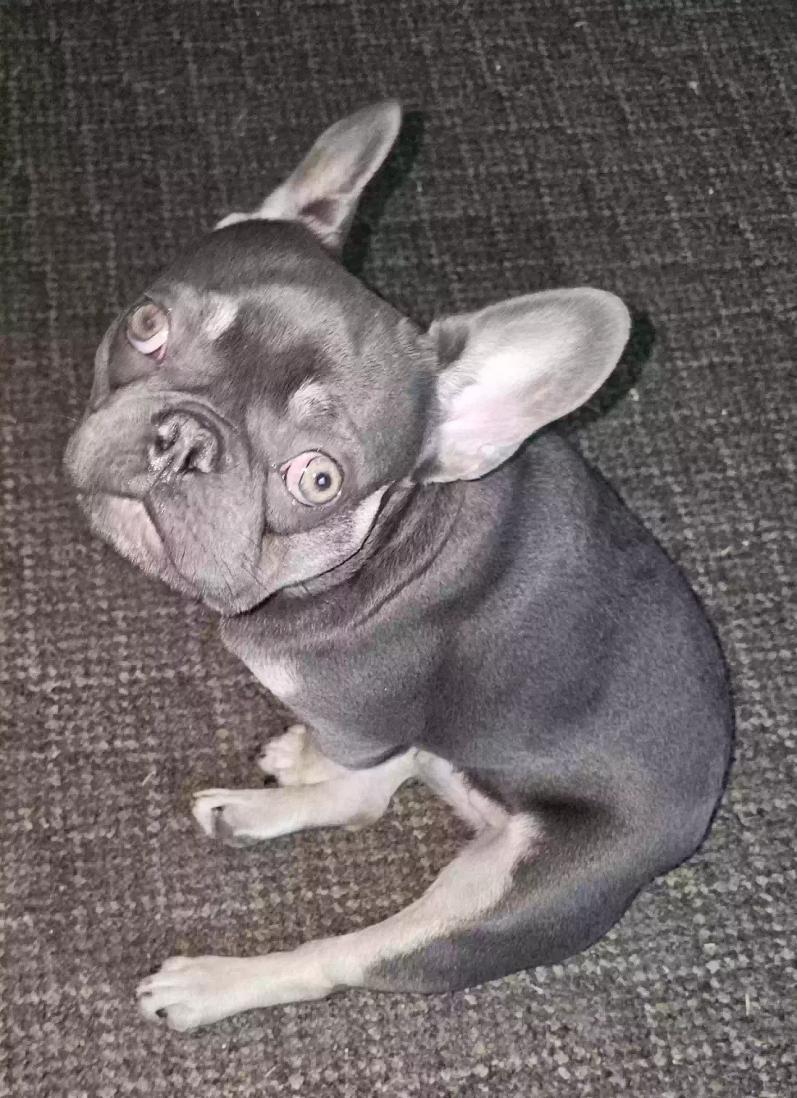 Lost dog in Lawton, OK, 73501