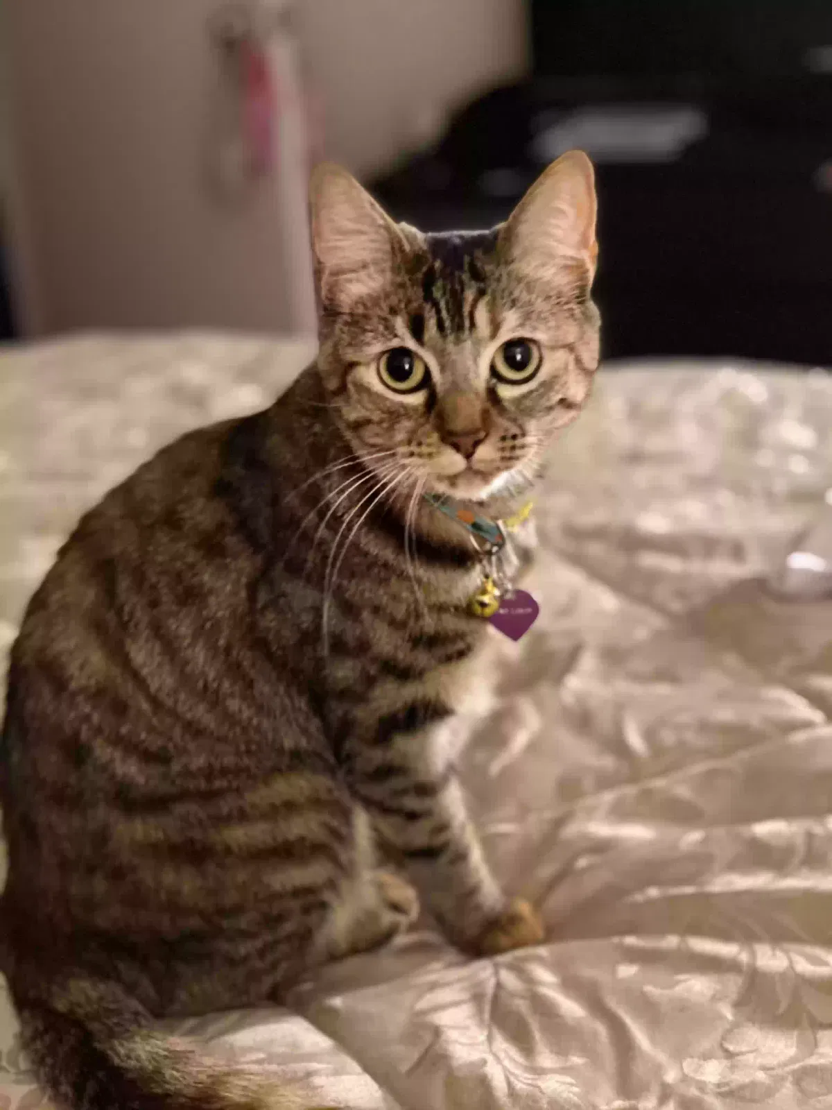 Lost cat in Beaumont, CA, 92223