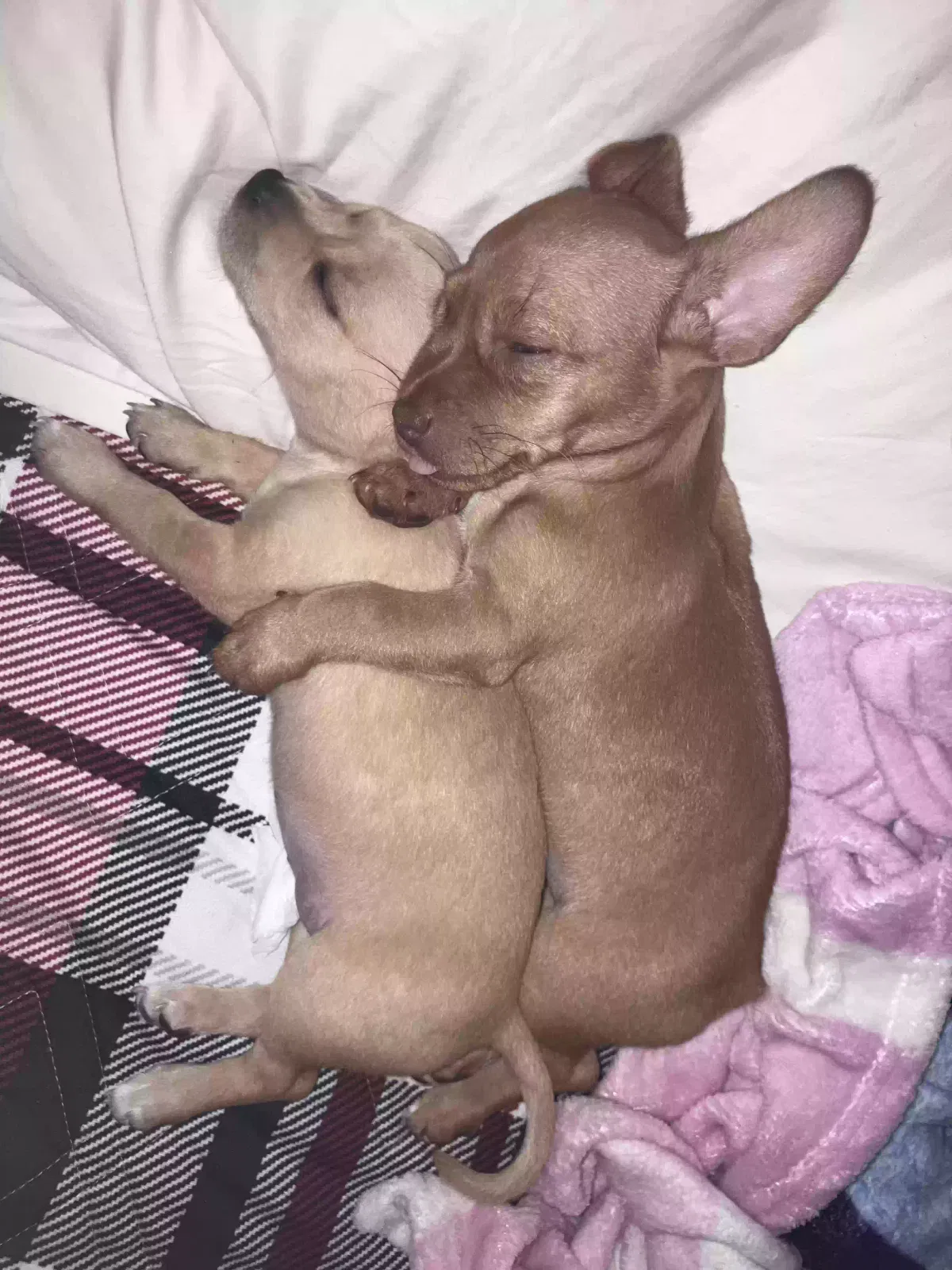 Lost dog in Lynwood, CA, 90262