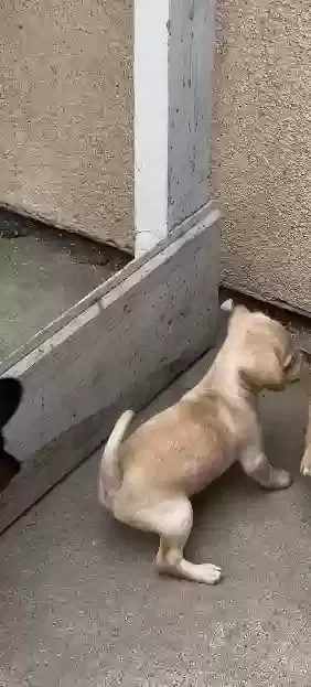 Lost dog in Lynwood, CA, 90262