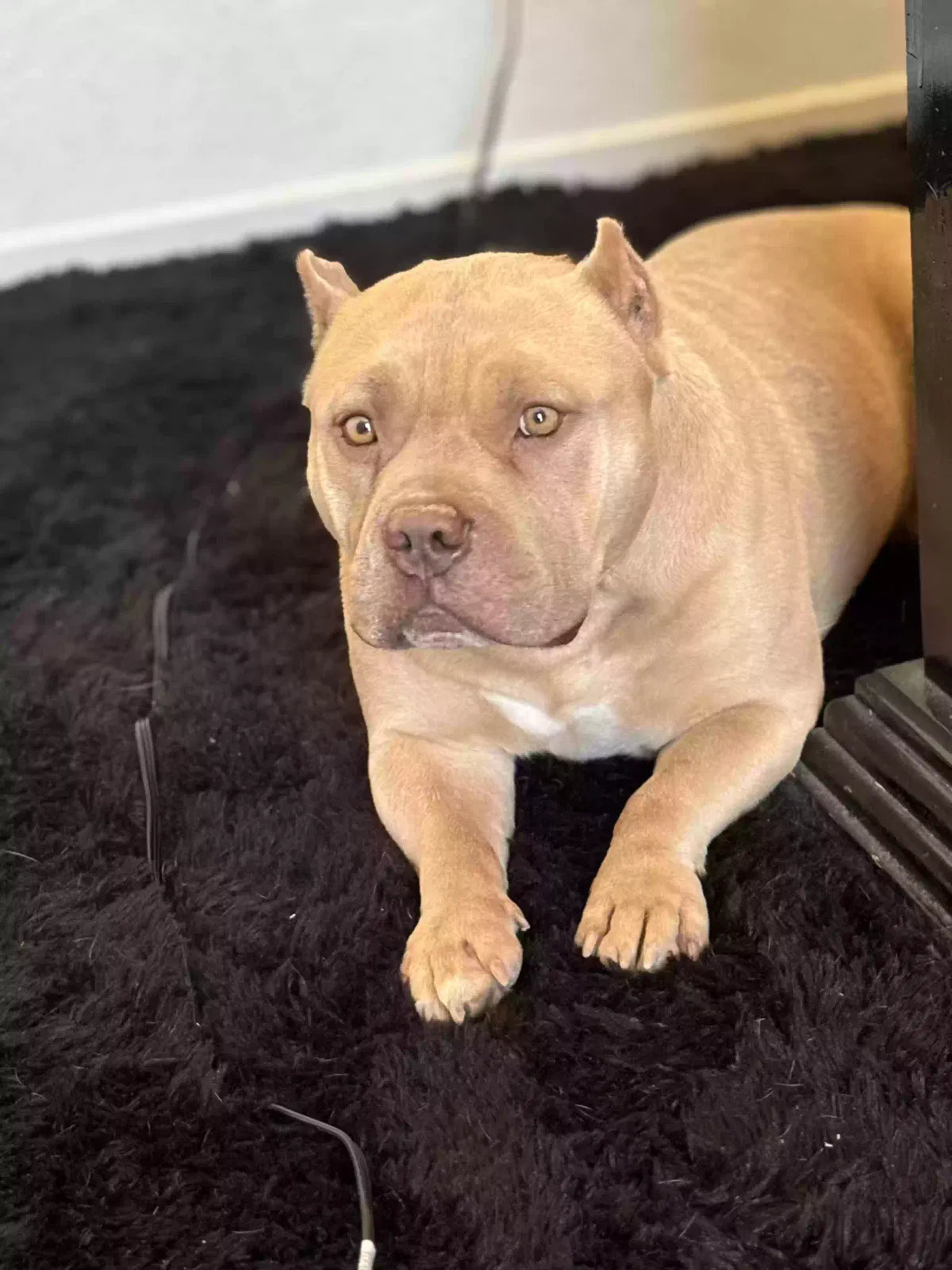 Lost dog in Las Vegas, NV, 89115