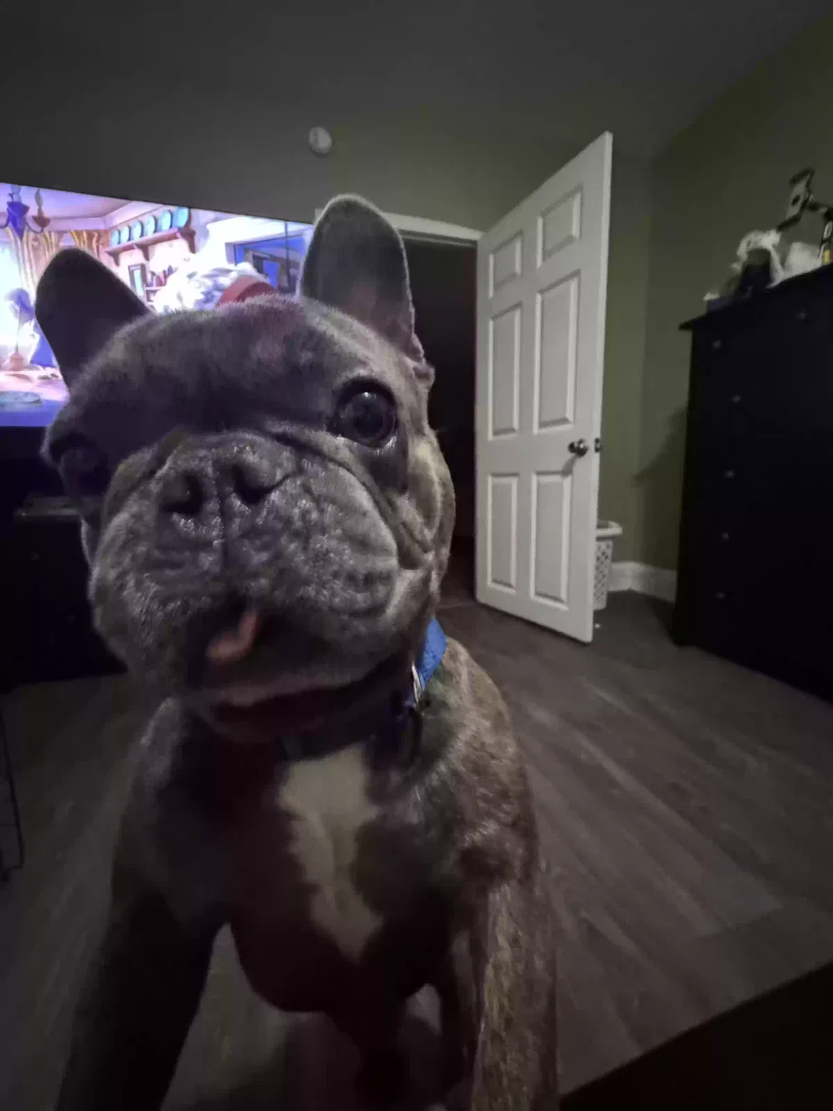 Missing Dog