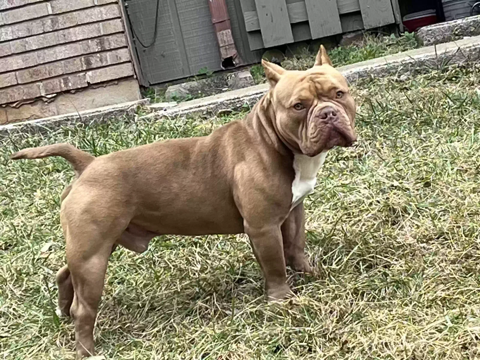 Lost dog in Knoxville, TN, 37923
