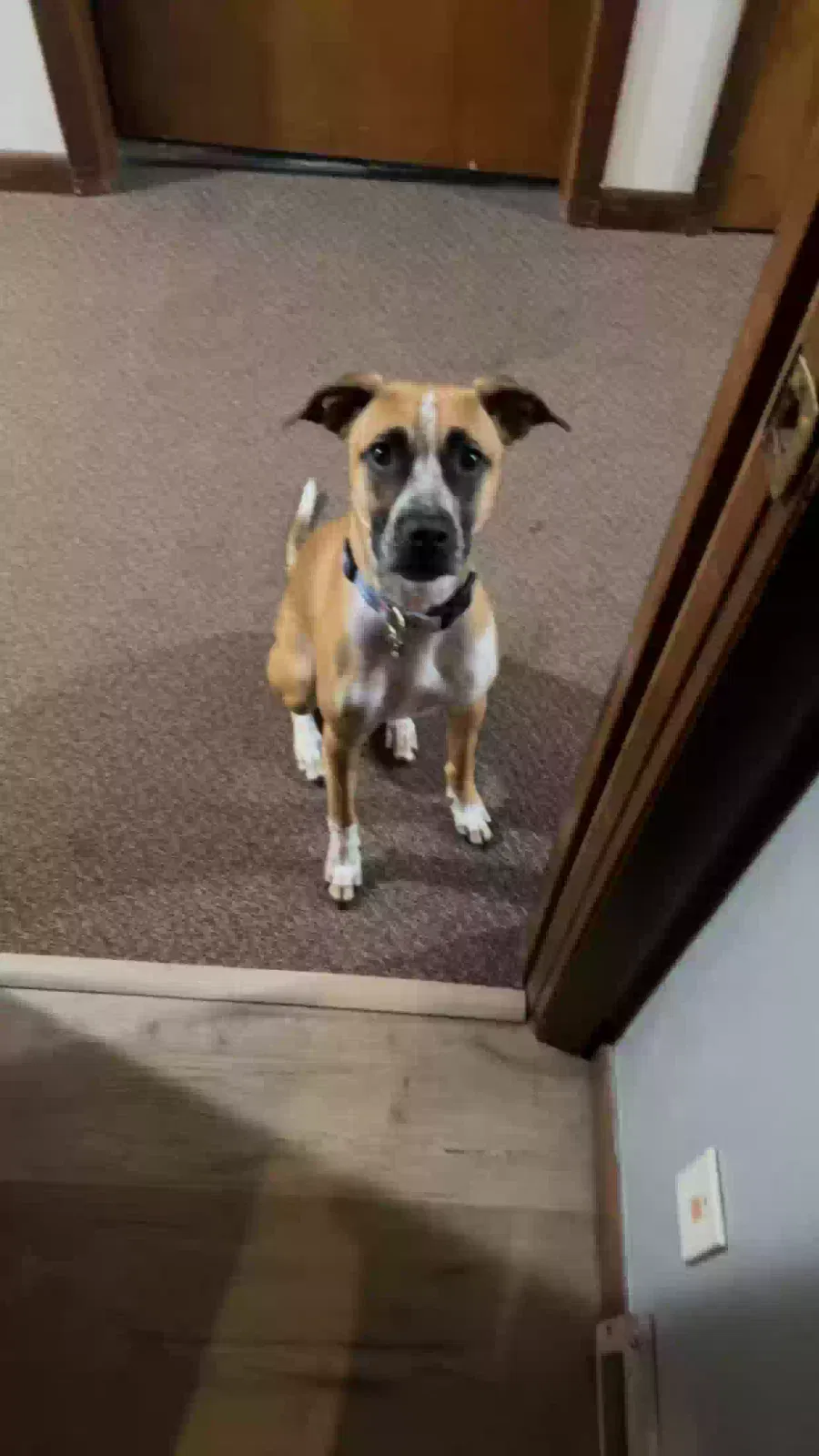 Lost dog in Green Bay, WI, 54303
