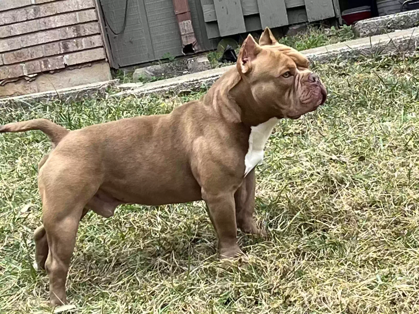 Lost dog in Knoxville, TN, 37923