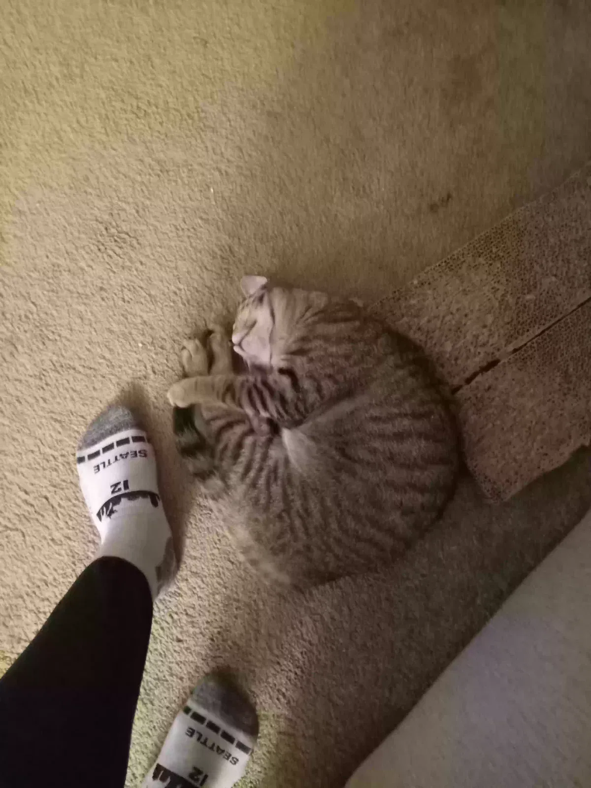 Lost cat in Lakewood, WA, 98439