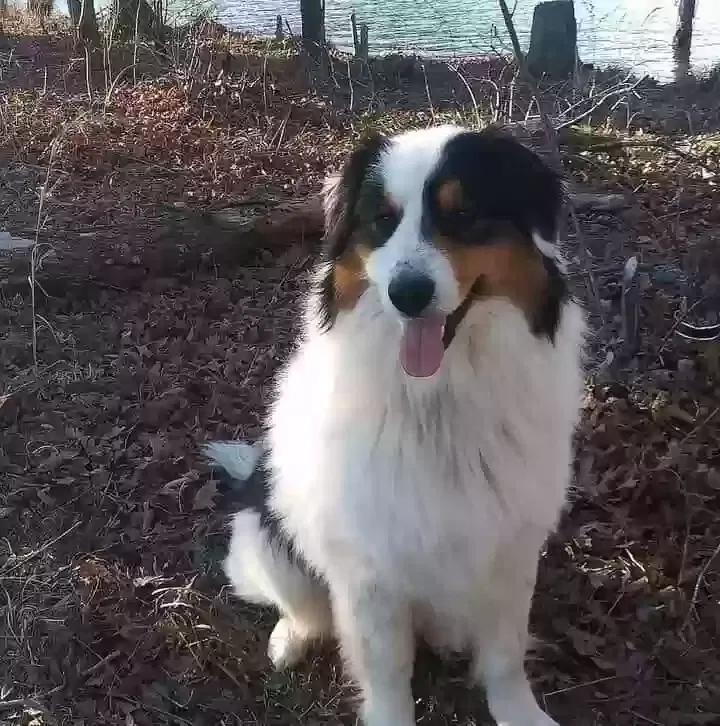 Lost dog in Stanford, KY, 40484