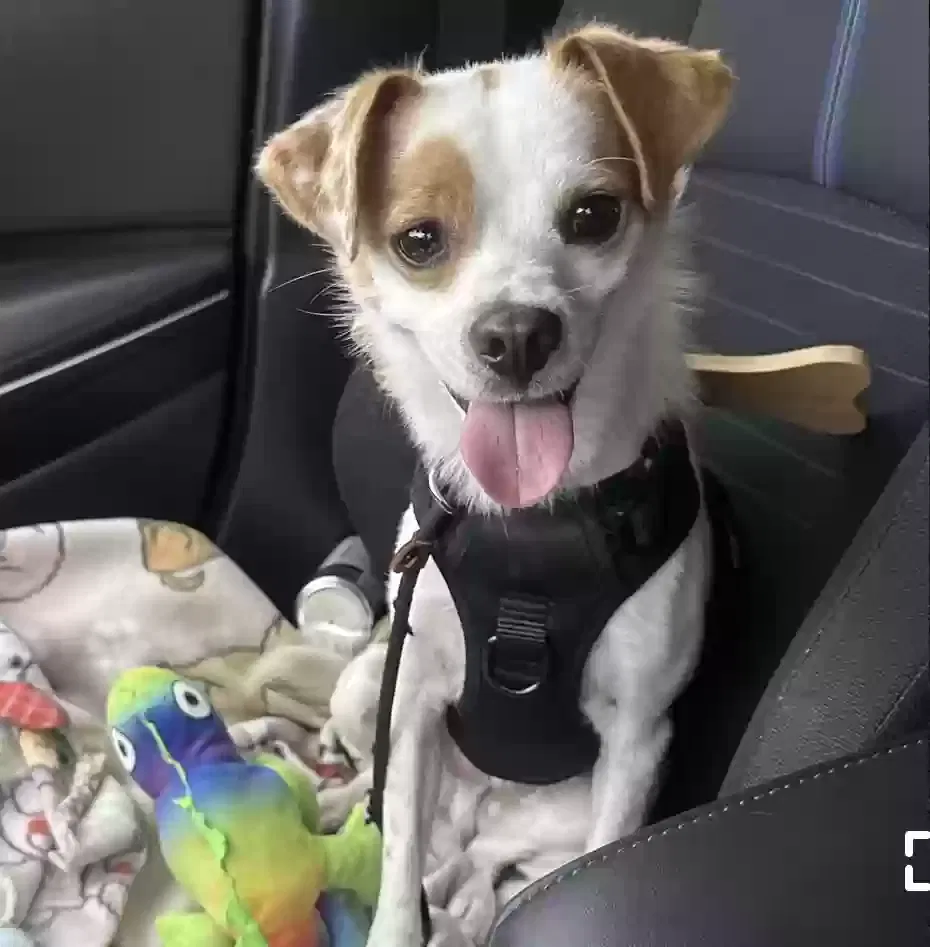 Lost dog in Arcadia, CA, 91007