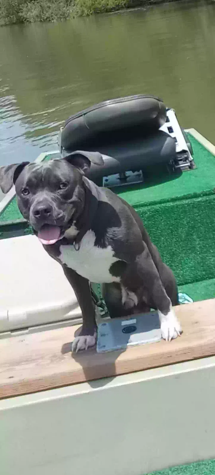 Lost dog in Lexington, SC, 29073