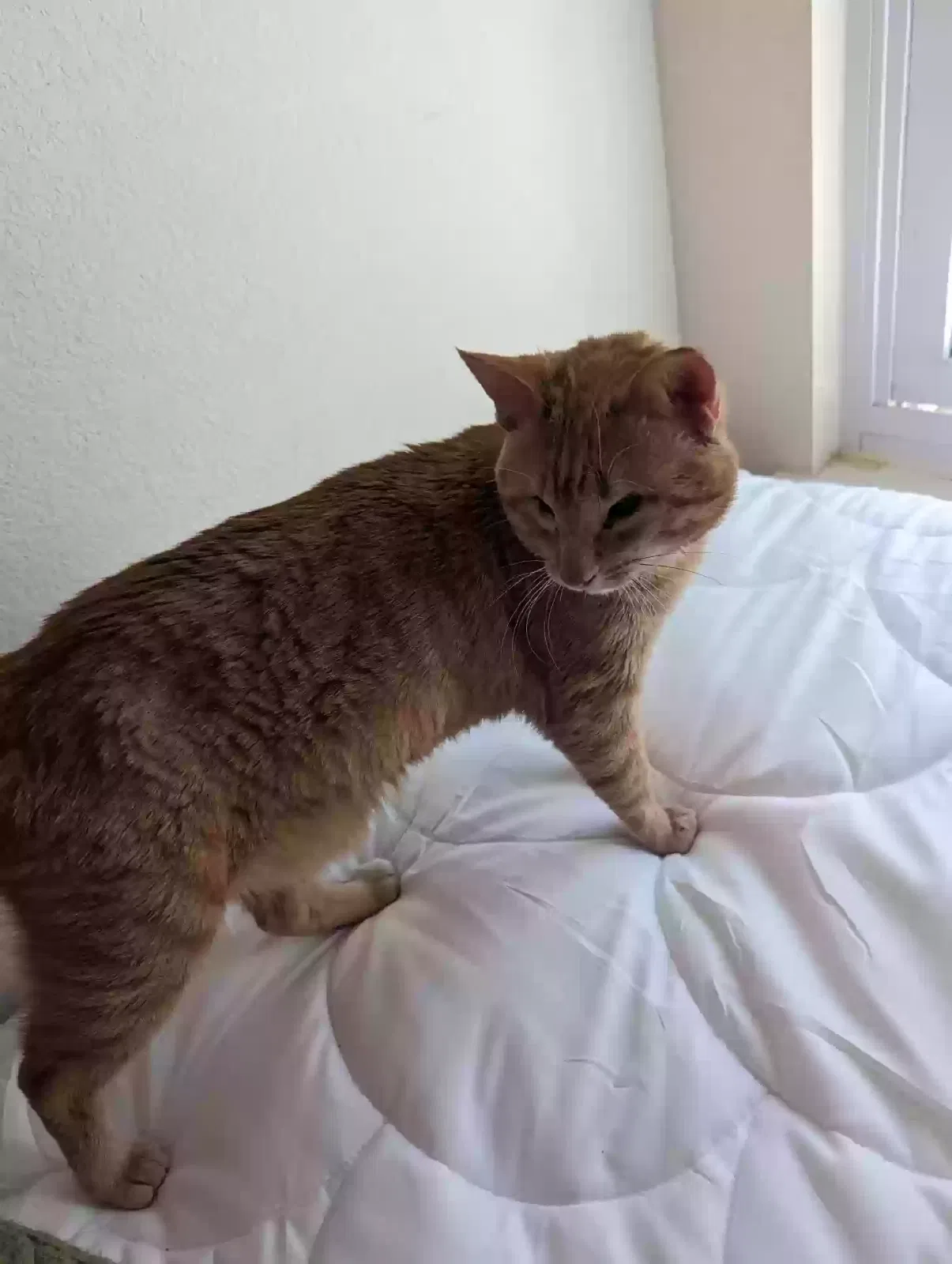 Lost cat in Fort Worth, TX, 76179