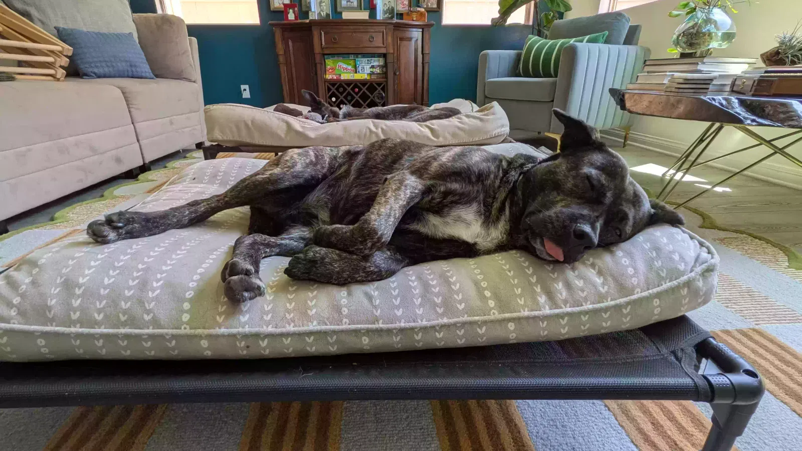 Lost dog in San Diego, CA, 92154