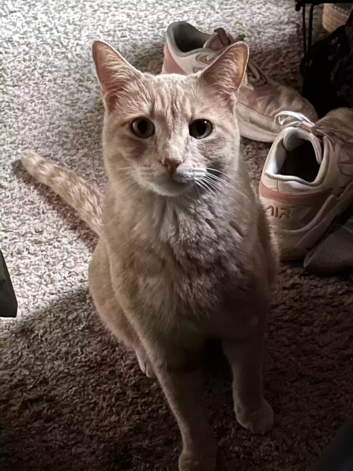 Lost cat in Bryan, TX, 77802