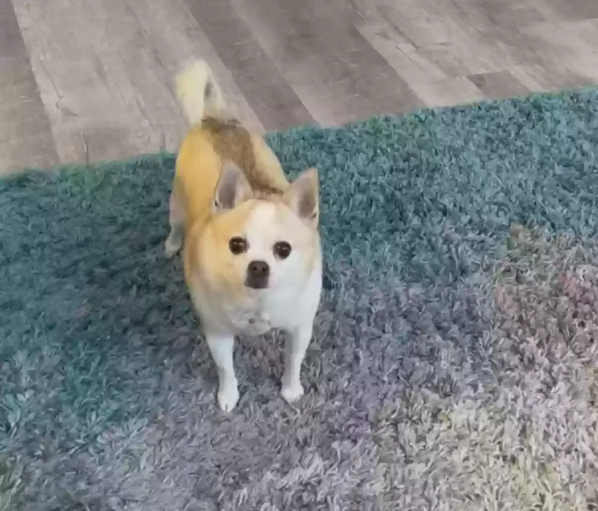 Lost dog in Westerville, OH, 43082