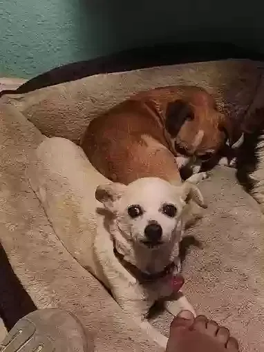 Lost dog in Pasadena, CA, 91103