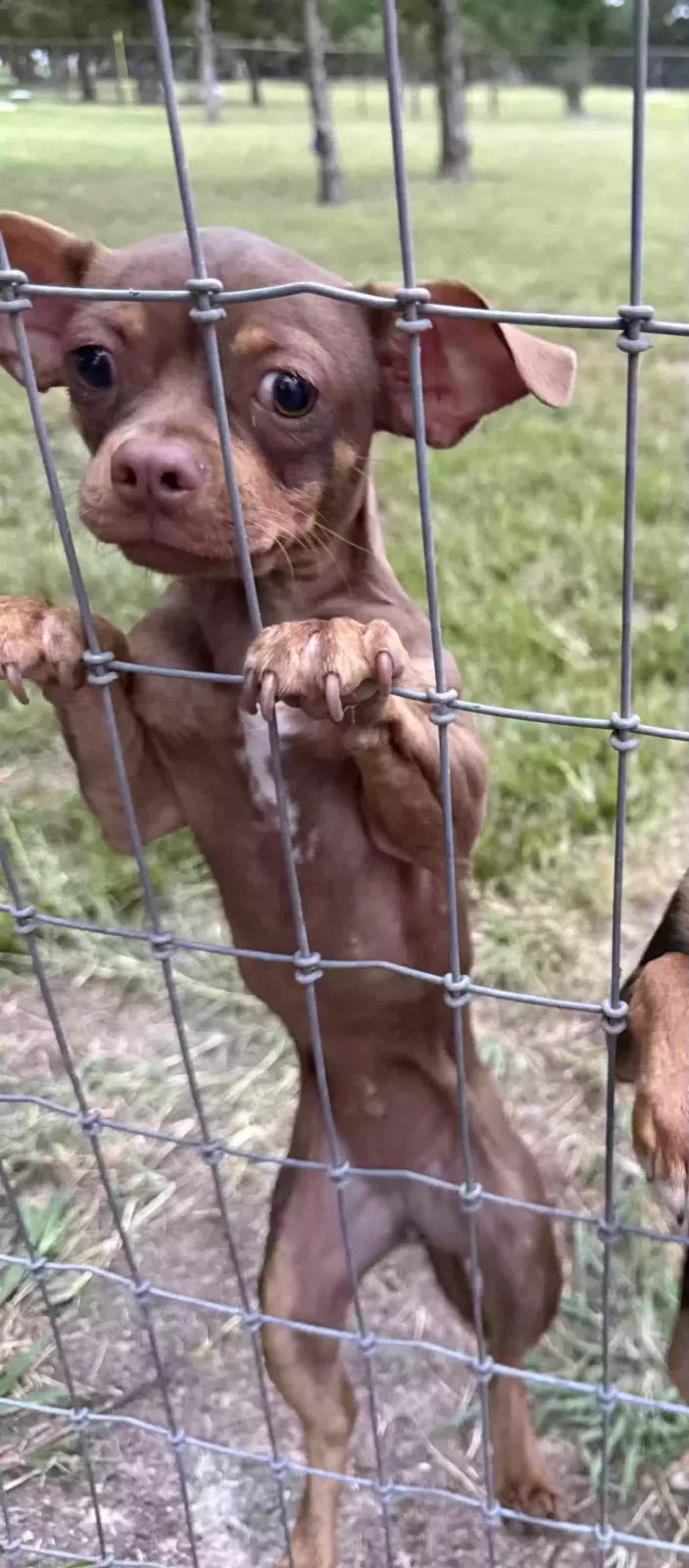 Lost dog in Wolfe City, TX, 75496