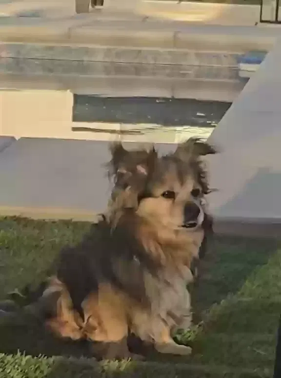 Lost dog in Merced, CA, 95340