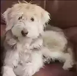 Lost dog in Fort Worth, TX, 76112