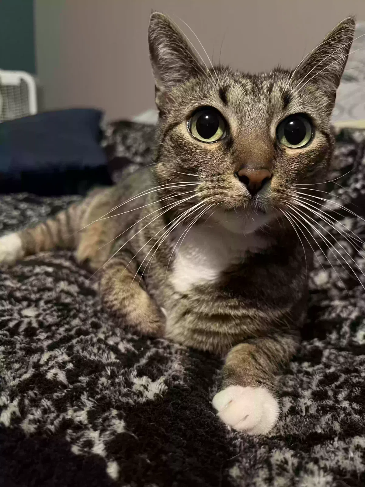 Lost cat in Washougal, WA, 98671