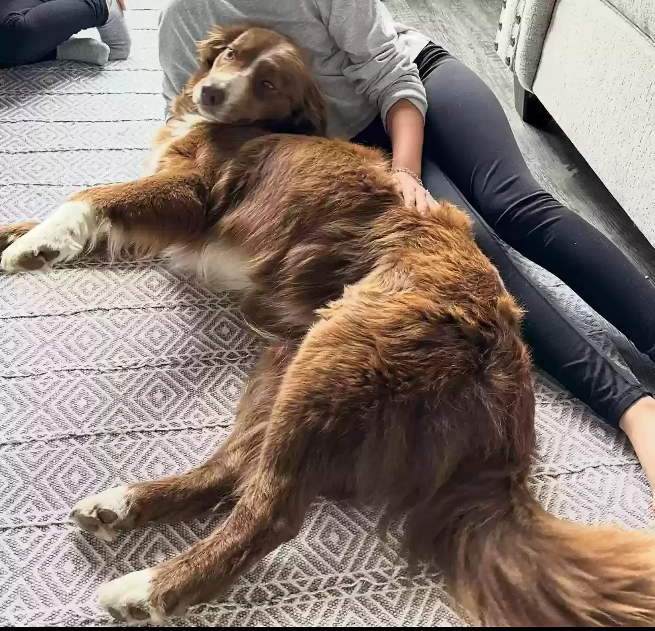 Lost dog in San Antonio, TX, 78244