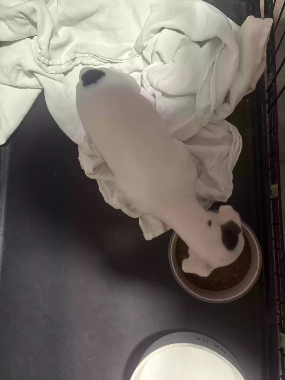 Found dog in San Angelo, TX, 76904