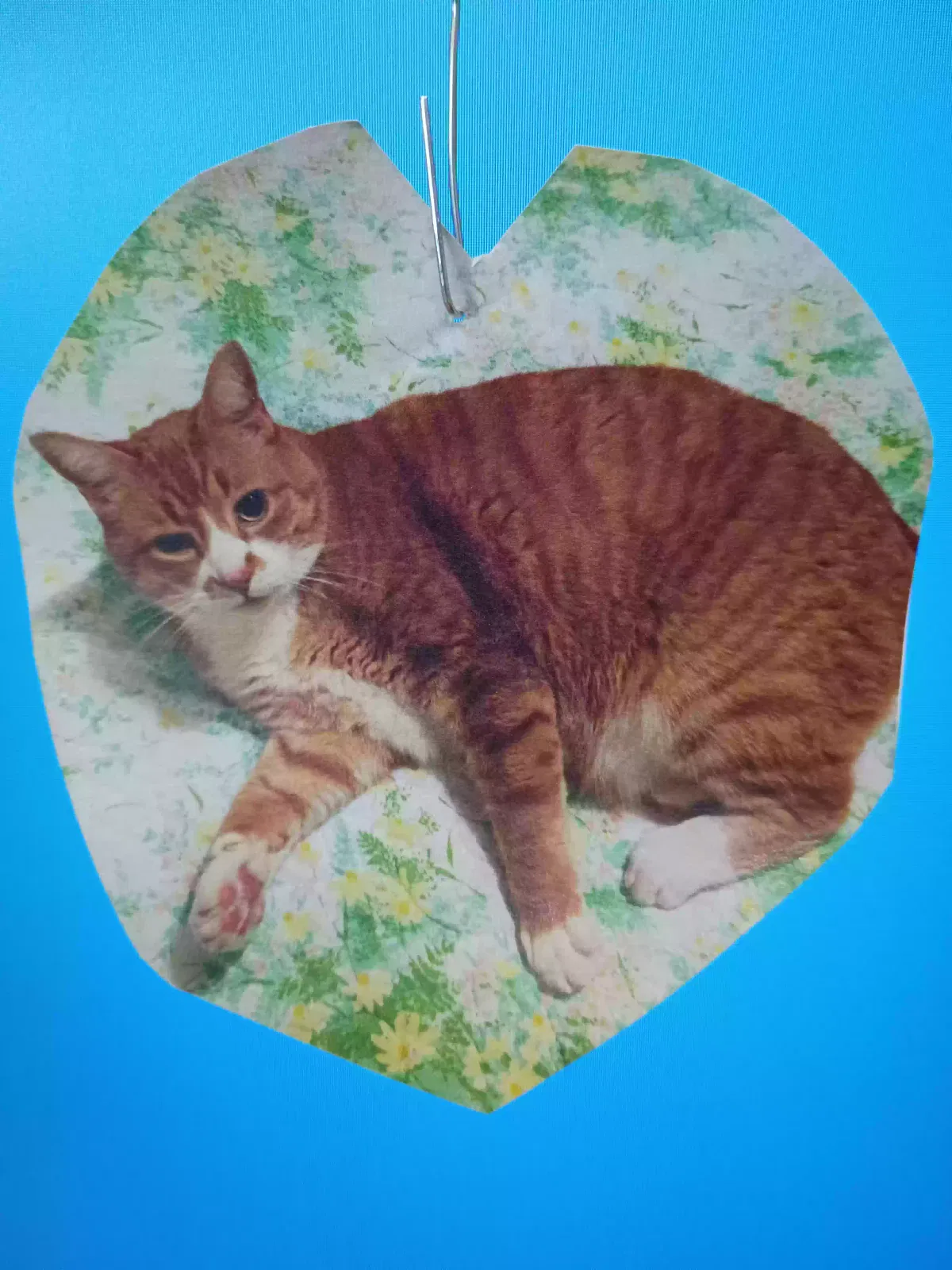 Lost cat in Stanwood, WA, 98292