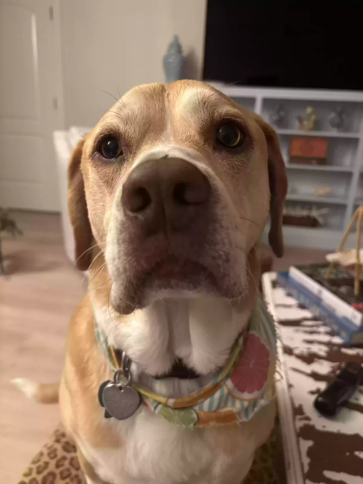 Lost dog in Shelby, NC, 28150