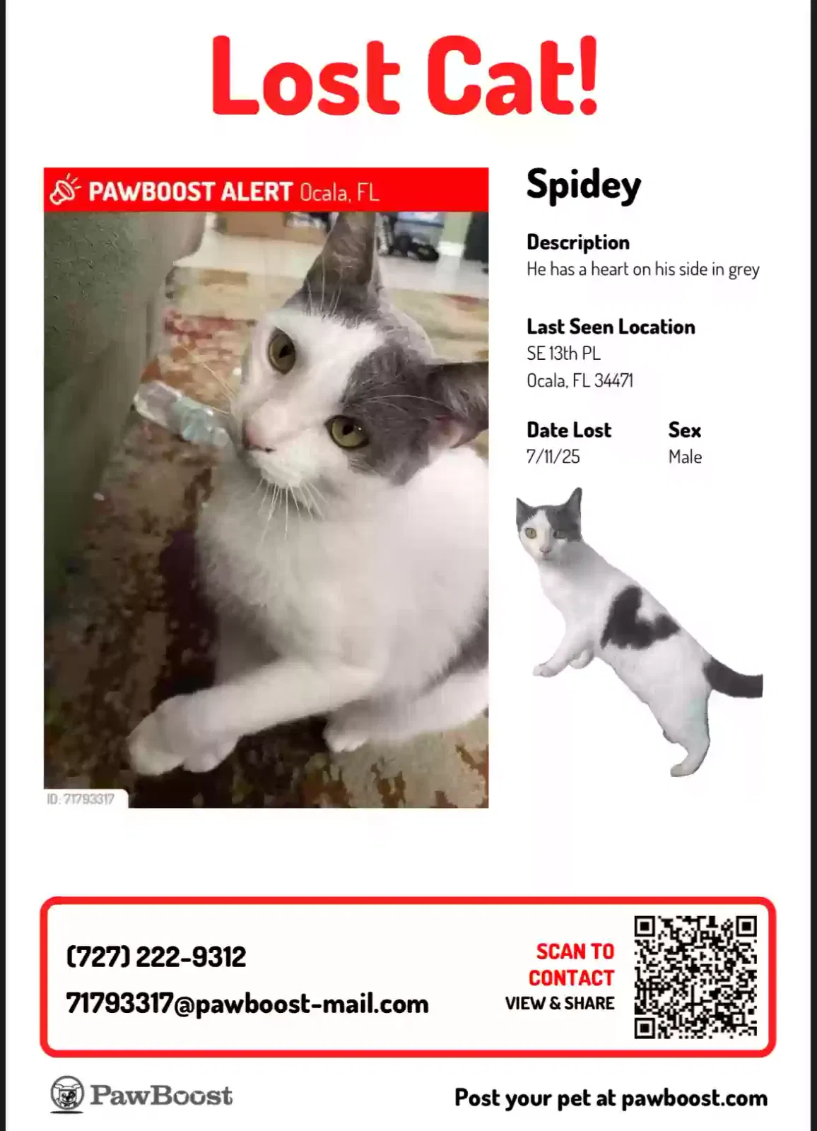 Lost cat in Ocala, FL, 34470