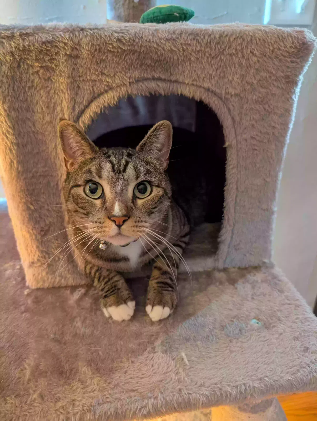 Lost cat in Allentown, PA, 18109