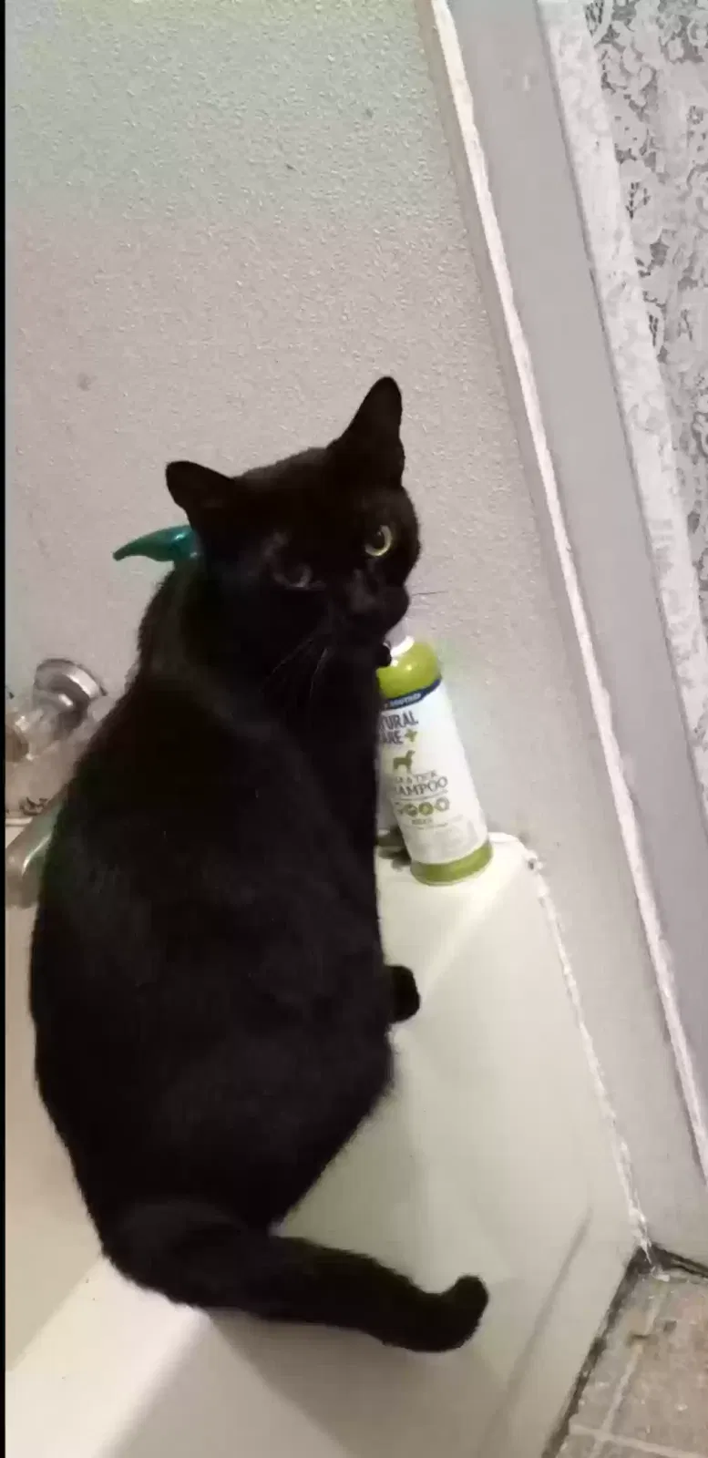 Missing Cat