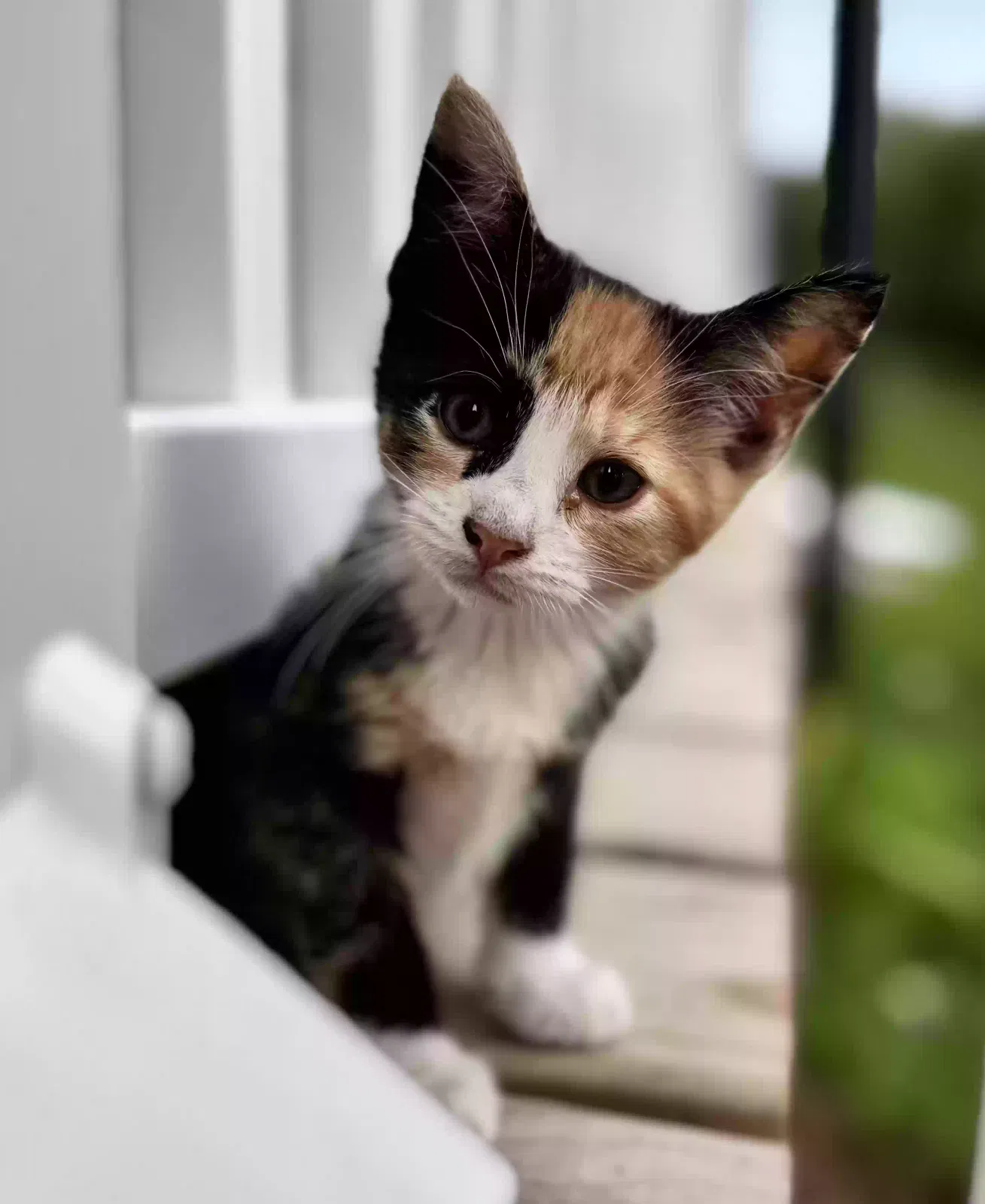 Lost cat in Bridgeton, NJ, 8302