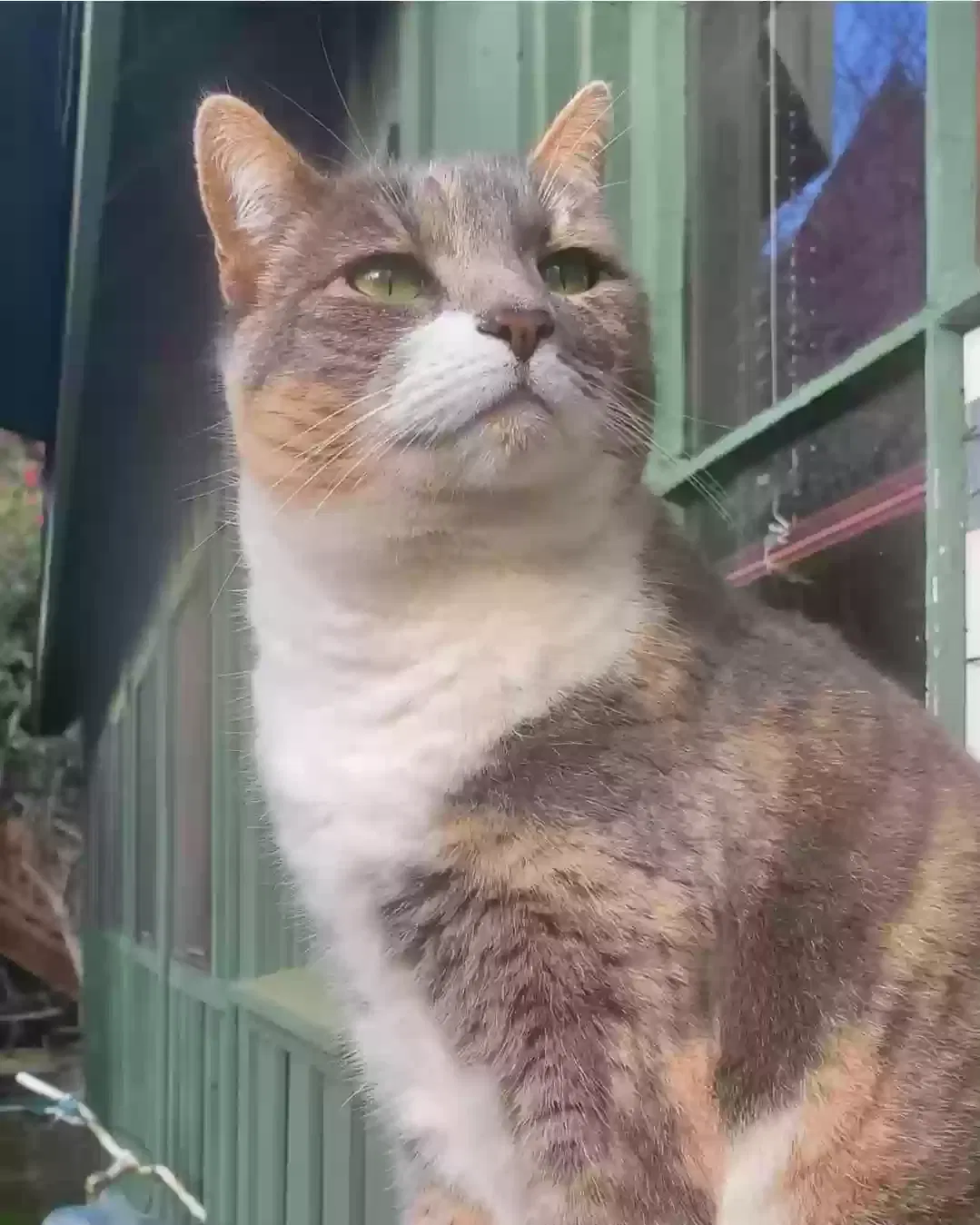 Lost cat in Sebastopol, CA, 95472