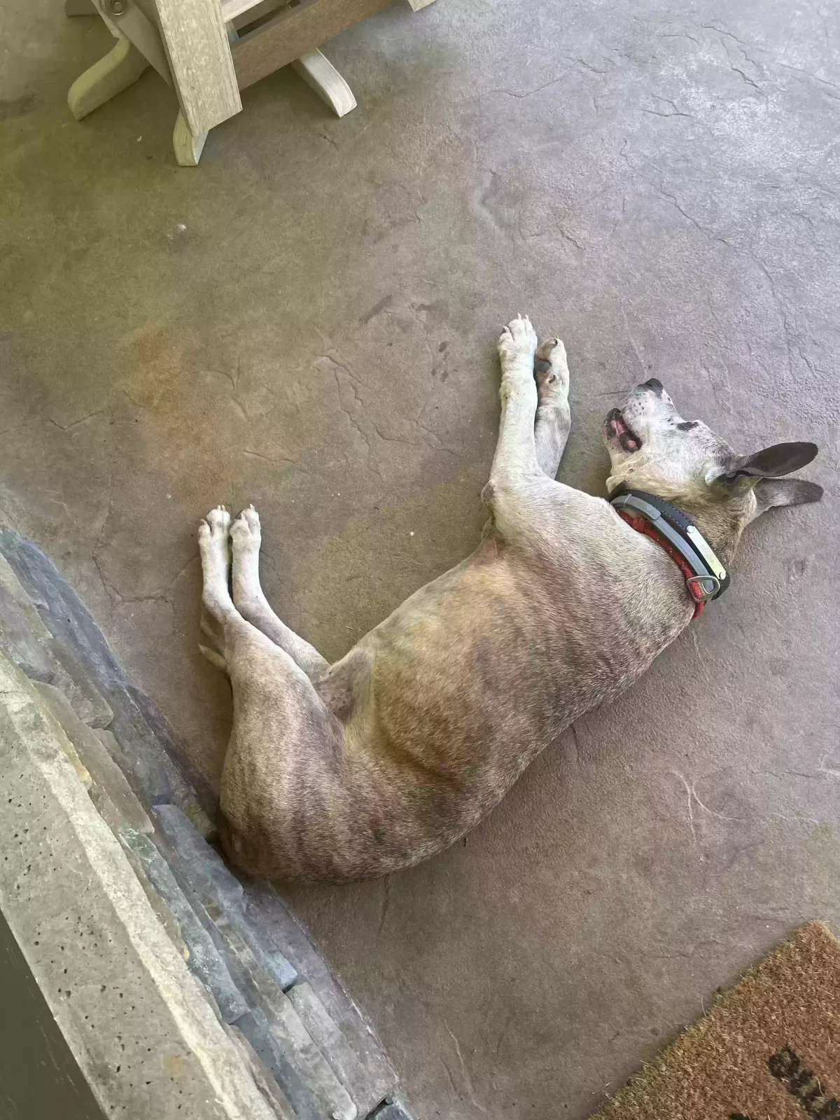 Found dog in Homer, GA, 30547