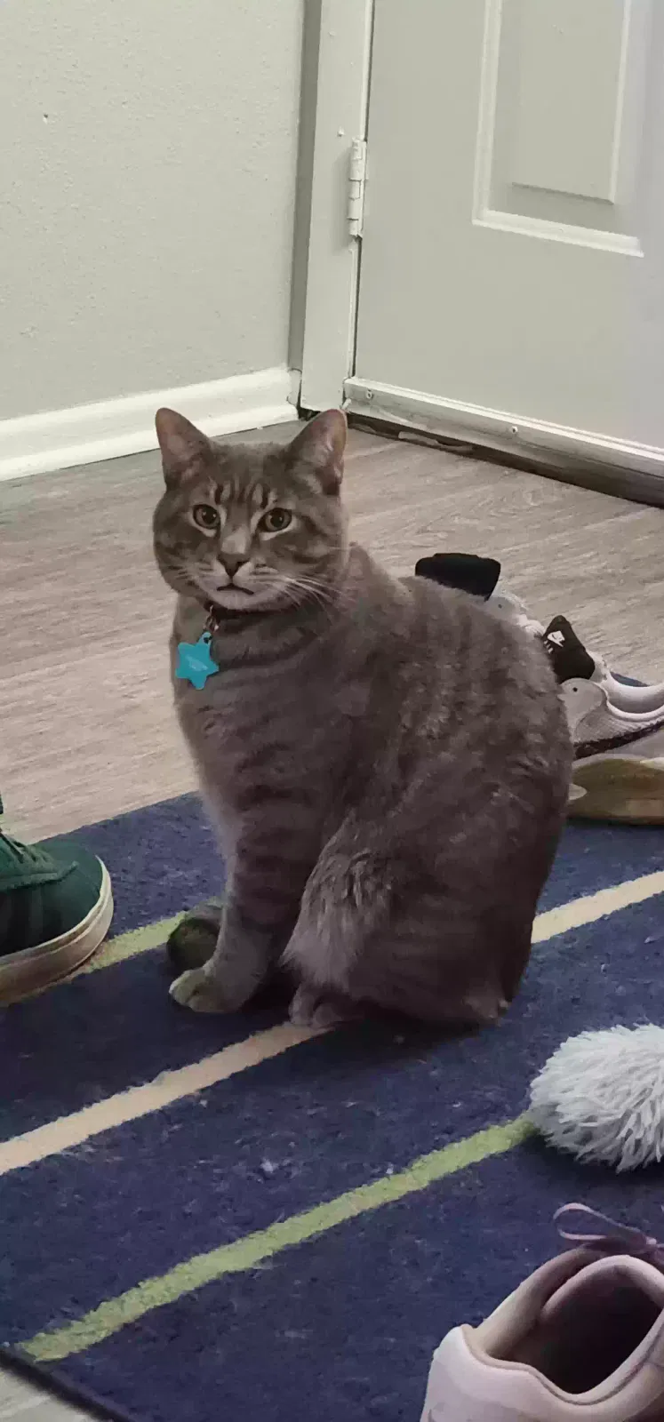 Lost cat in Denver, CO, 80229