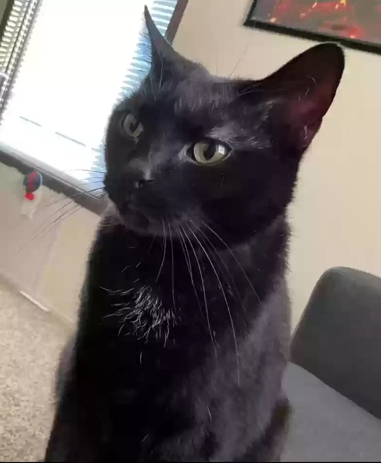 Lost cat in Wichita, KS, 67217